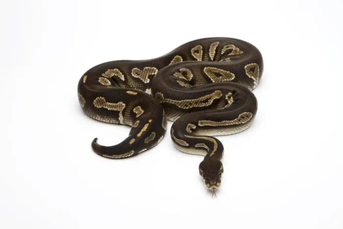 Framed Print : Super Black Head Ball Python Print
