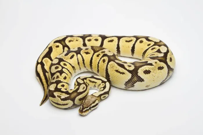 Framed Print : Super Pastel Vanilla Ball Python Print