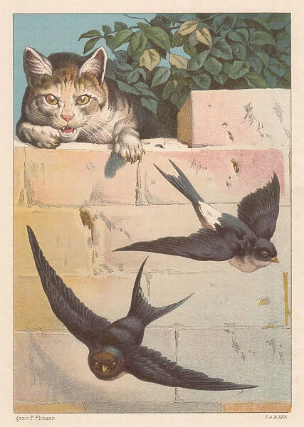 Swallows and cat, lithograph, published in 1884