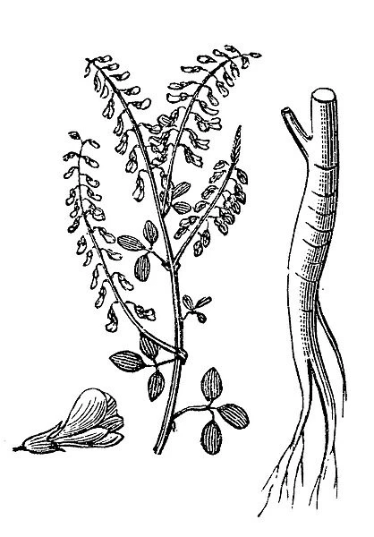 Sweet clover (Melilotus officinalis)