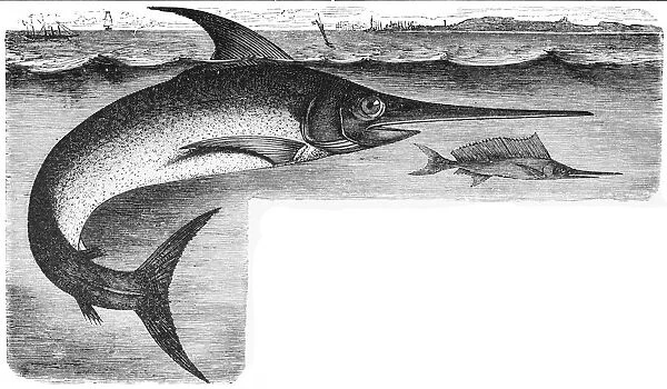 Swordfish (Xiphias gladius)