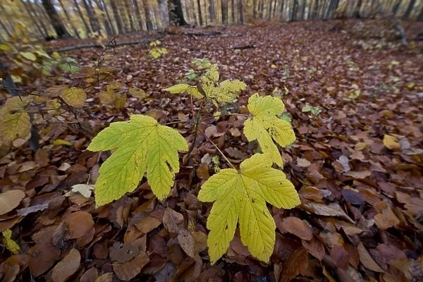 Sycamore maple -Acer pseudoplatanus- seedling in an autumn forest, Stuttgart, Baden-Wurttemberg, Germany