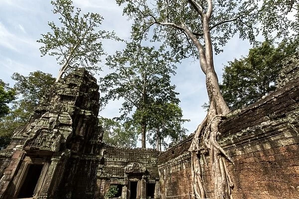 Ta Prohm Temple in Angkor, Cambodia