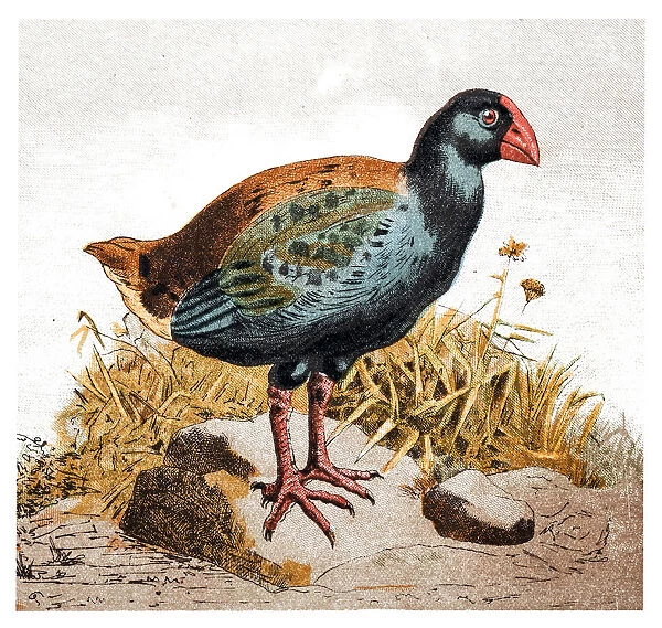 The Takahe (Porphyrio hochstetteri), also known as the South Island Takahe or notornis