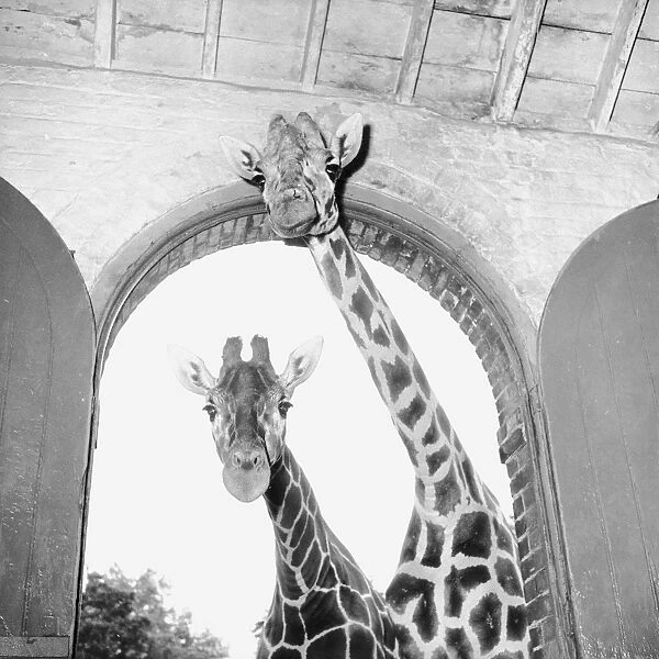 Tall Baby; Two giraffes at London Zoo