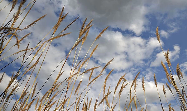 Tall grasses against a clouded blue sky, Drakensberg, South Africa