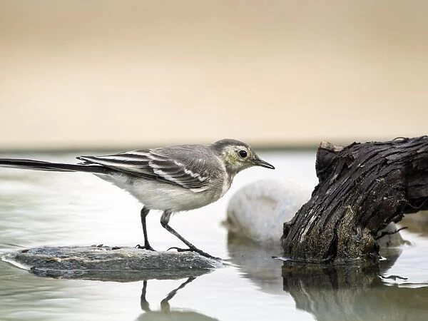 Tawny Pipit (Anthus campestris), drinking inside the water. It is a species of bird paseriforme of the family Motacillidae