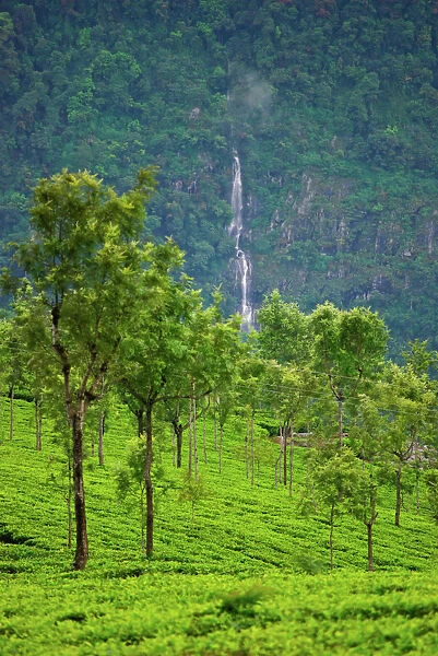 Tea Garden. Coonoor, Tamil Nadu, India