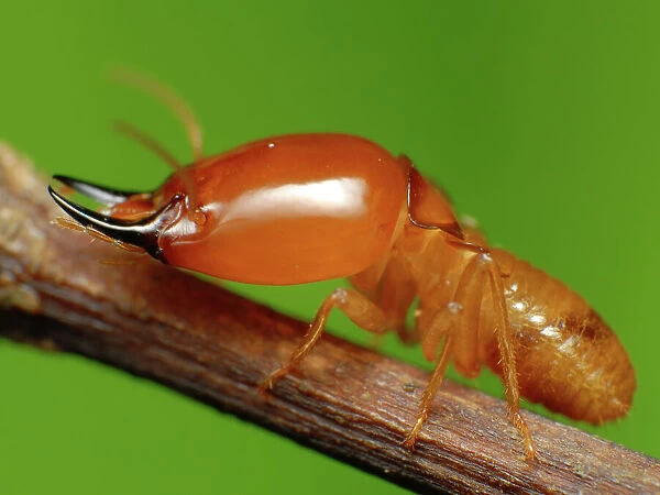 Termite soldier