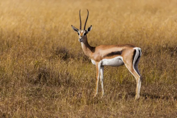 Thomson Gazelle in the grass