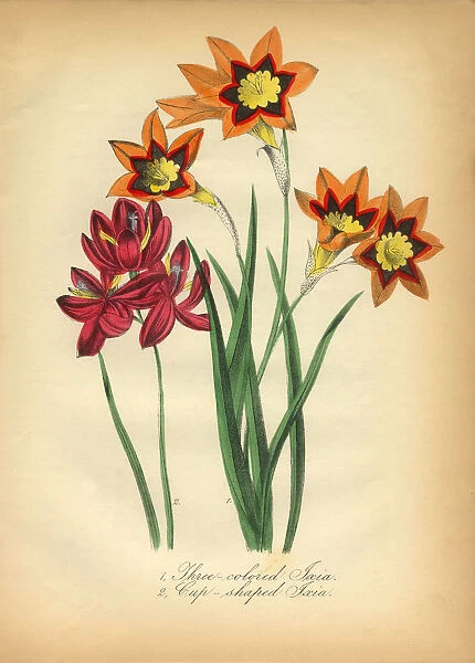 Three-Colored and Cup-Shaped Ixia Victorian Botanical Illustration
