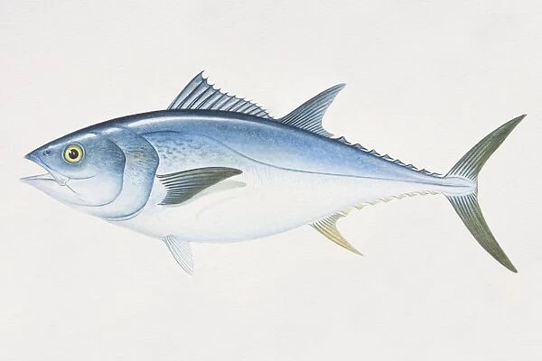 Thunnus thynnus, Bluefin Tuna, side view