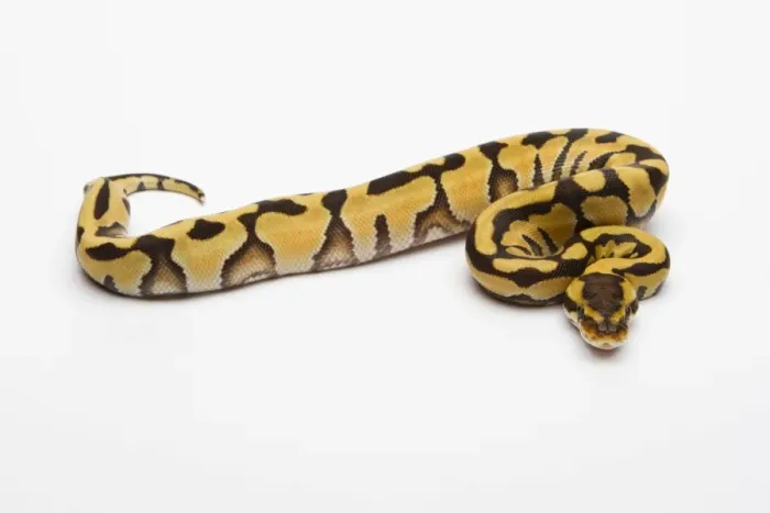 Framed Print : Female Tiger Ball Python Print Framed Print : Female Tiger Ball Python Print