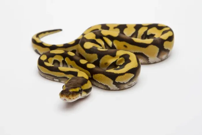 Framed Print : Tiger Phantom Ball Python Print - Royal Python Framed Print : Tiger Phantom Ball Python Print - Royal Python