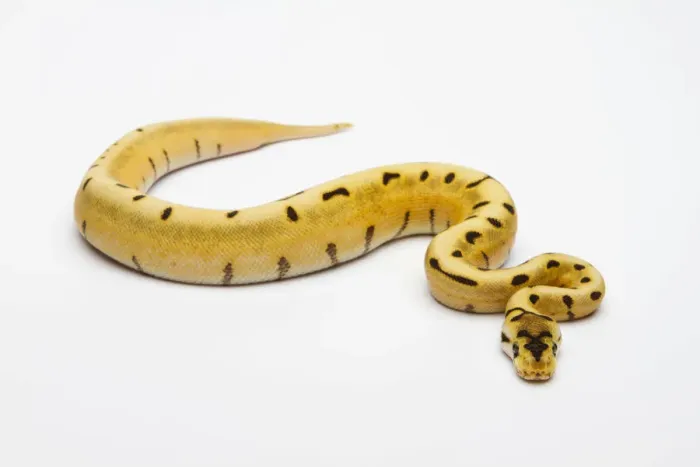 Framed Print : Female Royal Python Print Framed Print : Female Royal Python Print