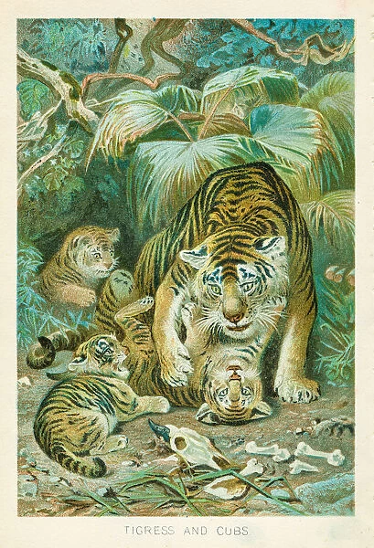 Tigress and cubs chromolithograph 1896