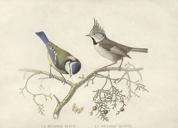 Two Tits. A blue tit and crested tit, circa 1800