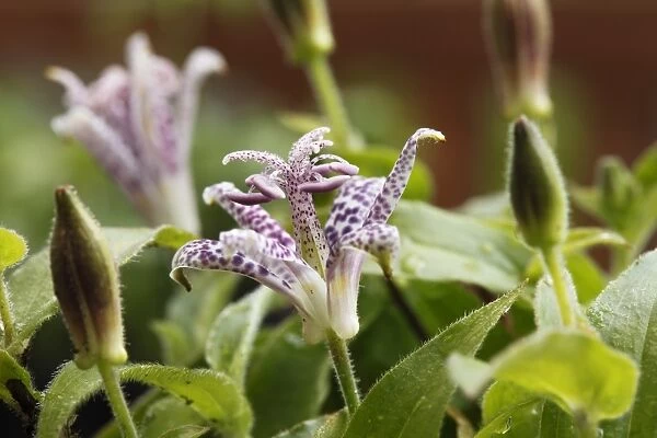 Toad Lily or Hairy Toad Lily (Tricyrtis hirta, Tricyrtis japonica), flower, garden plant