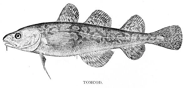 Tomcod engraving 1898