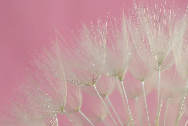 Tragopogon (big dandelion) Pink Background
