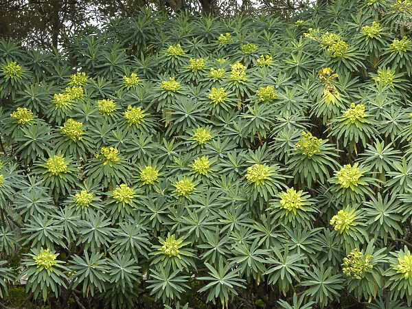 Tree Form Bush Spurge -Euphorbia lambii-, endemic to La Gomera, La Gomera, Canary Islands, Spain, Europe, La Gomera, Agulo, Canary Islands, Spain