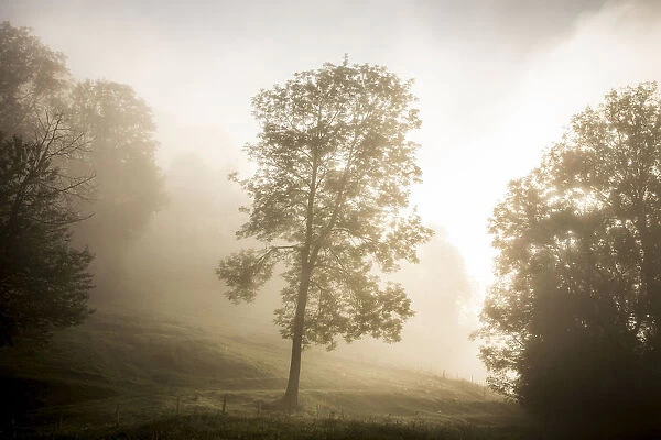 Tree in the morning fog, Schliersee, Upper Bavaria, Bavaria, Germany