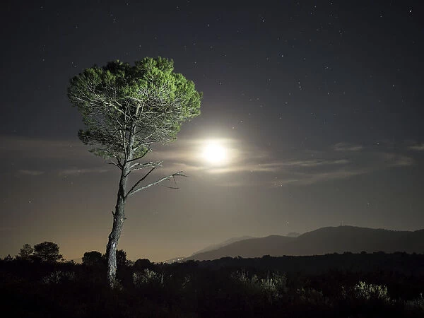 Tree of pine, in the plain of a mountain illuminated by the full moon