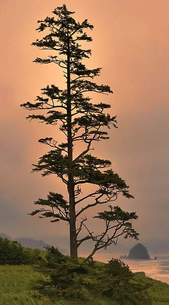 Tree against sunset, Newport, Oregon Coast, Oregon, USA