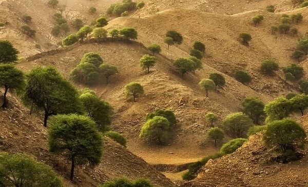 Trees in the Desert mountain