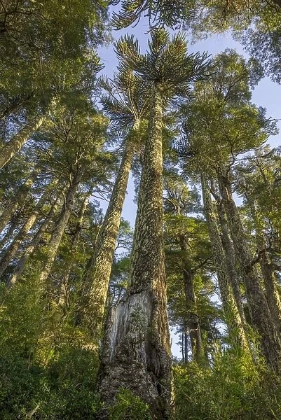 Trees, Laguna Captren, Conguillio National Park, Melipeuco, Region de la Araucania, Chile