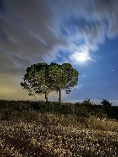 Trees on a moonlit field