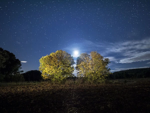 Two trees of the species (almez), in a ploughed field illuminated by the full moon