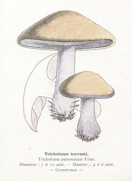 Tricholoma mushroom engraving 1895