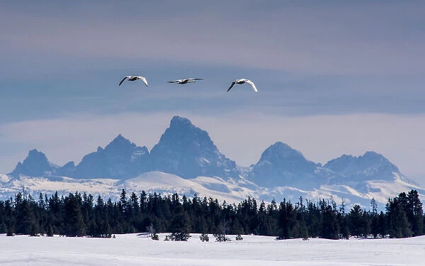 Trumpeter Swans (Cygnus buccinator) flying with Teton Range in background, Harriman Ranch, Idaho, USA