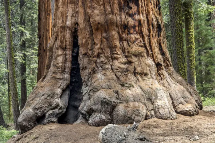 Framed Print : Sequoia Tree Trunk Print Framed Print : Sequoia Tree Trunk Print