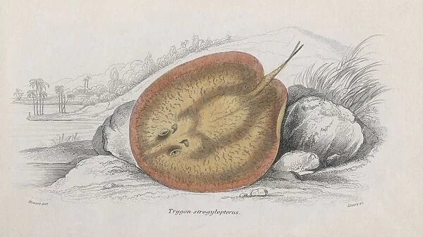 Trygon Strogylopterus