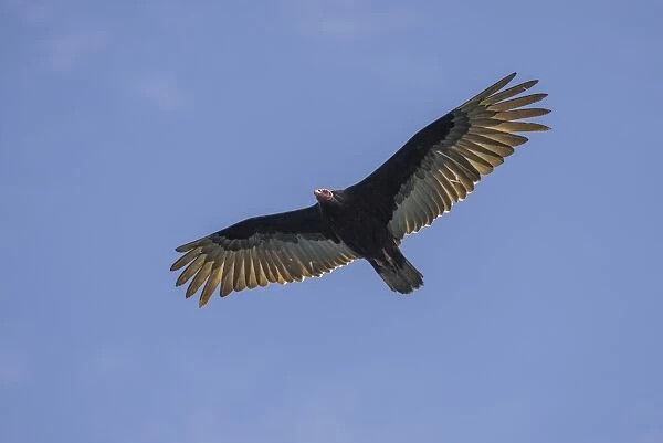 Turkey vulture -Cathartes aura-, Coquimbo Region, Chile