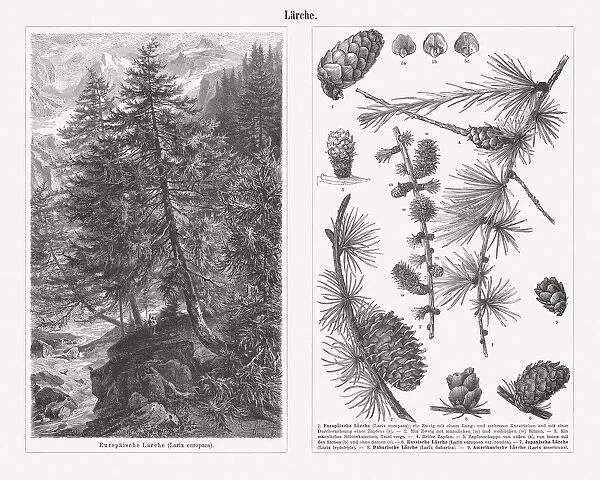 Twigs and cons of different types of larch trees, published 1897