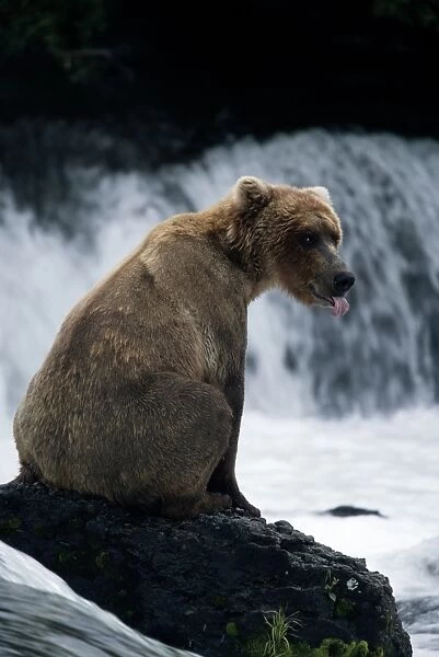 (ursus arctos) USA, Alaska Peninsula, Katmai National Park. Young female waiting for salmon run