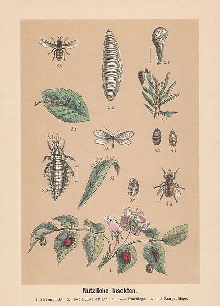 Useful insects, hand-colored lithograph, published in 1888