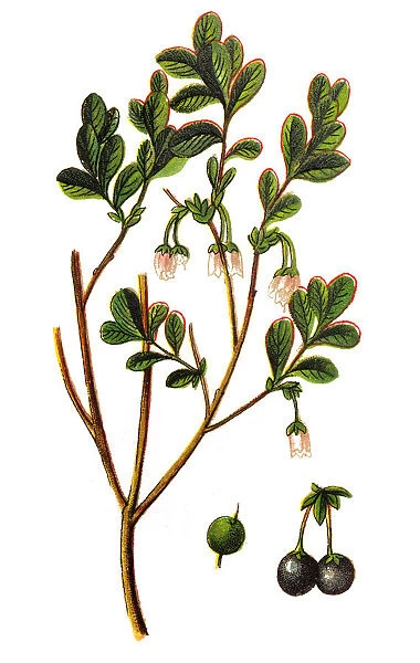 Vaccinium uliginosum (bog bilberry, bog blueberry, northern bilberry or western blueberry)