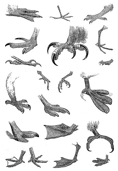 Various birds feet