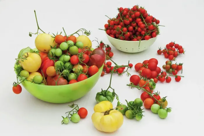 Framed Print : Tomato Varieties Print Framed Print : Tomato Varieties Print