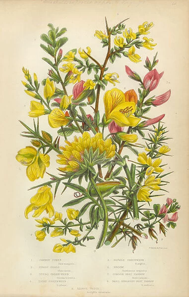 Victorian Botanical Illustration: Furze, Greenweed, Harrow and Vetch