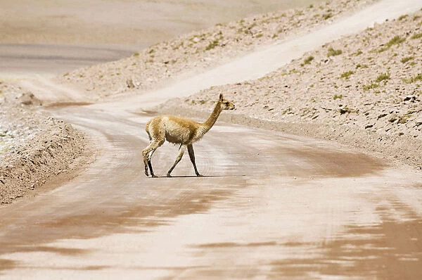 Vicugna (Vicugna vicugna) crossing a non-paved road, Los Flamencos Nacional Reserve, Atacama Desert, Antofagasta region, Chile, South America