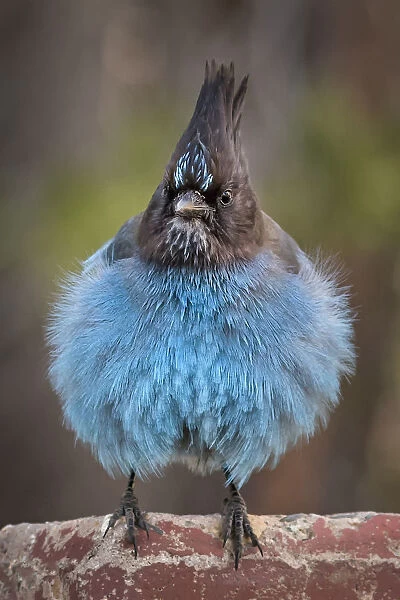 Front view of a blue Jay fluffing his feathers