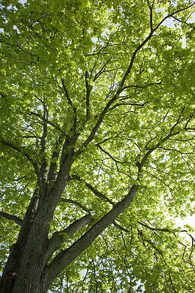 View towards the foliage of a sun-drenched Oak (Quercus), Trondheim, Norway, Scandinavia, Europe
