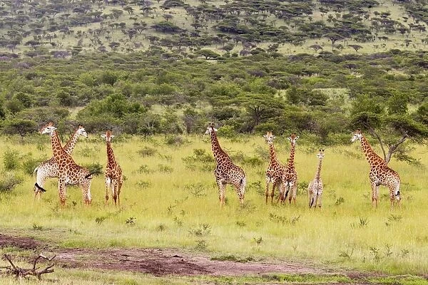 View of Giraffe (Giraffa camelopardalis) Herd in Bushveld