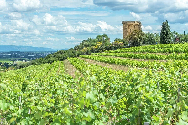 Vineyard next to Ruins of castle, Chateauneuf du Pape, France