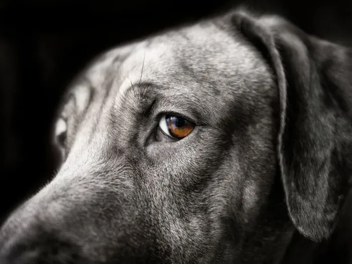 Framed Print : Rhodesian Ridgeback Portrait Print Framed Print : Rhodesian Ridgeback Portrait Print
